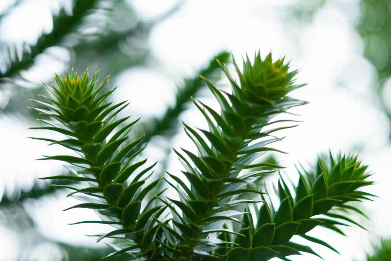 Le Gite Araucaria Le Tilleul Ngoại thất bức ảnh